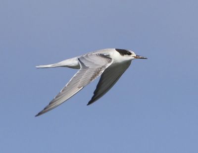 Visdief - Common Tern