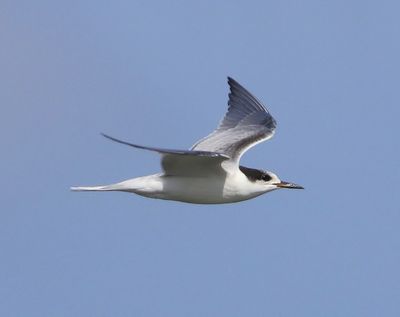 Visdief - Common Tern