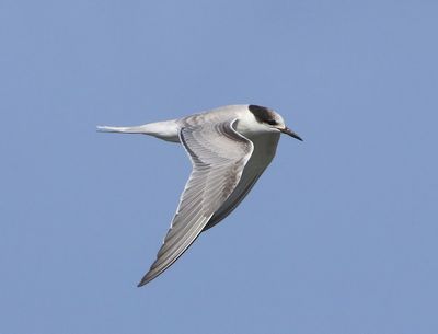 Visdief - Common Tern