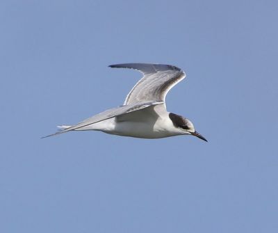 Visdief - Common Tern