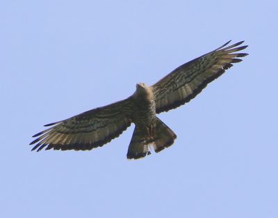 Wespendief - European Honey Buzzard