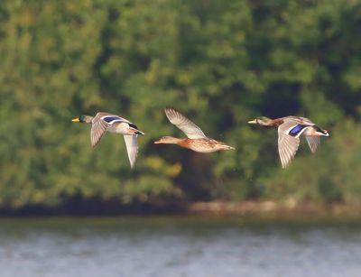 Wilde Eenden - Mallards