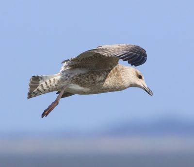 Zilvermeeuw - European Herring Gull