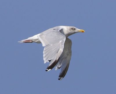 Zilvermeeuw - European Herring Gull