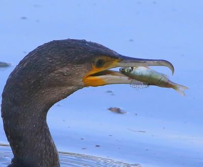 Aalscholver - Great Cormorant