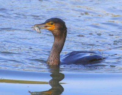 Aalscholver - Great Cormorant
