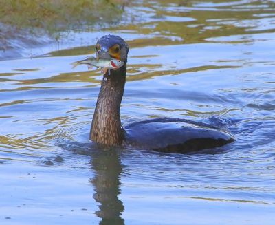 Aalscholver - Great Cormorant