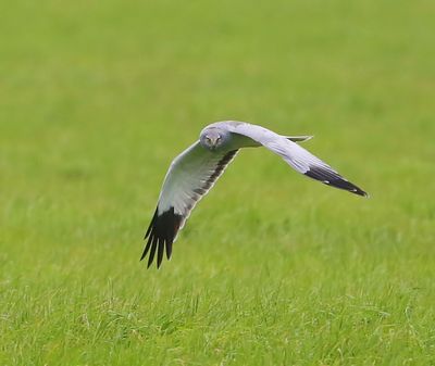 Blauwe Kiekendief - Hen Harrier