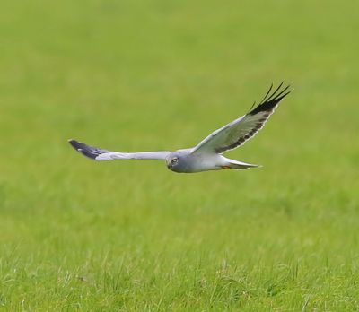 Blauwe Kiekendief - Hen Harrier