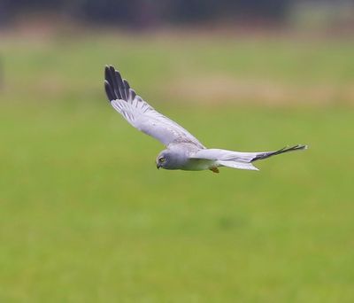 Blauwe Kiekendief - Hen Harrier