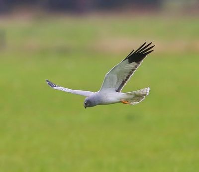 Blauwe Kiekendief - Hen Harrier