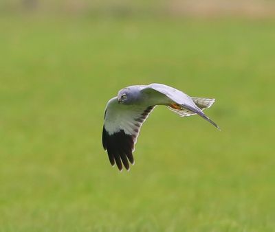 Blauwe Kiekendief - Hen Harrier