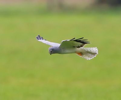 Blauwe Kiekendief - Hen Harrier