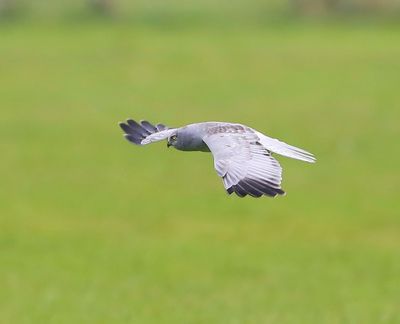 Blauwe Kiekendief - Hen Harrier