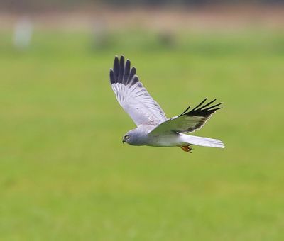 Blauwe Kiekendief - Hen Harrier