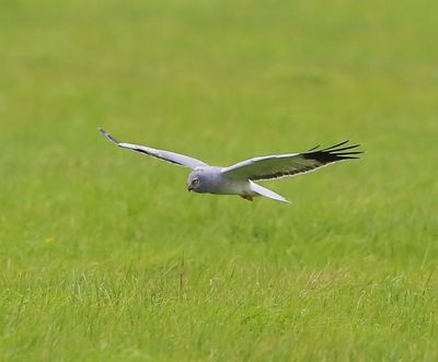 Blauwe Kiekendief - Hen Harrier