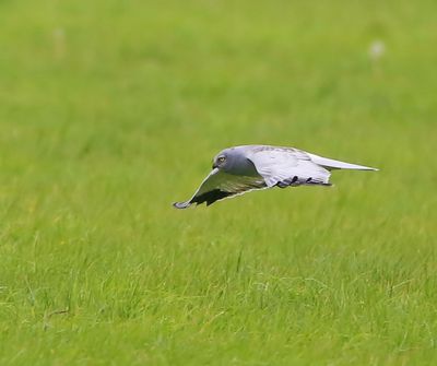 Blauwe Kiekendief - Hen Harrier