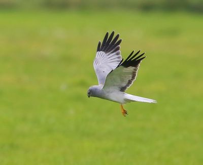 Blauwe Kiekendief - Hen Harrier