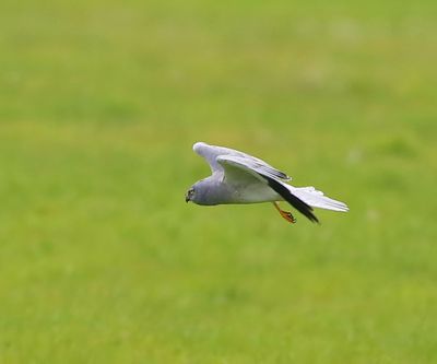 Blauwe Kiekendief - Hen Harrier