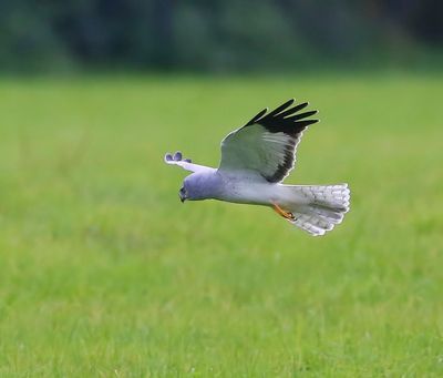 Blauwe Kiekendief - Hen Harrier