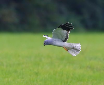 Blauwe Kiekendief - Hen Harrier