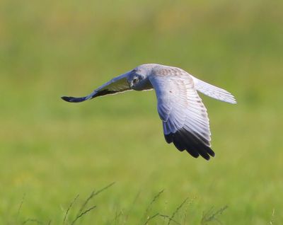 Blauwe Kiekendief - Hen Harrier