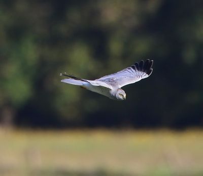 Blauwe Kiekendief - Hen Harrier