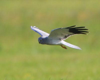 Blauwe Kiekendief - Hen Harrier