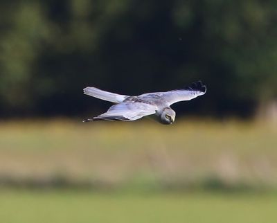 Blauwe Kiekendief - Hen Harrier