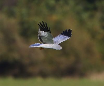 Blauwe Kiekendief - Hen Harrier