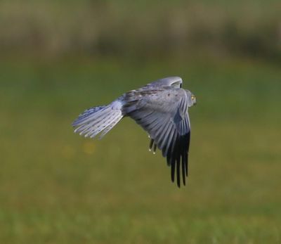 Blauwe Kiekendief - Hen Harrier