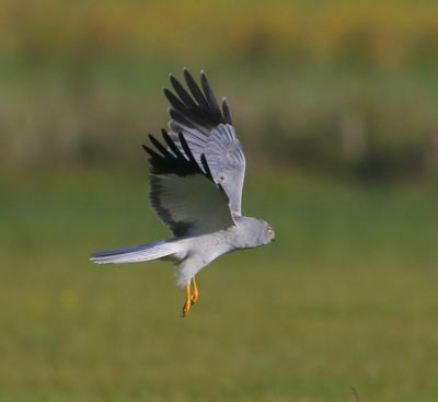 Blauwe Kiekendief - Hen Harrier