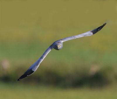 Blauwe Kiekendief - Hen Harrier