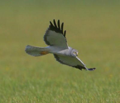 Blauwe Kiekendief - Hen Harrier