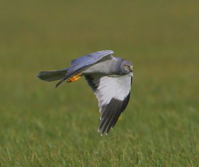 Blauwe Kiekendief - Hen Harrier