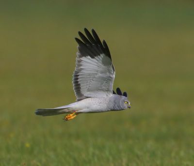 Blauwe Kiekendief - Hen Harrier