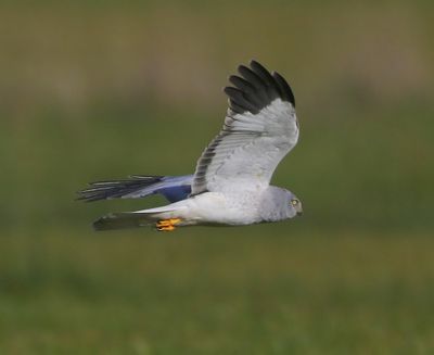 Blauwe Kiekendief - Hen Harrier