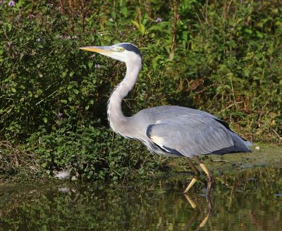 Blauwe Reiger - Grey Heron