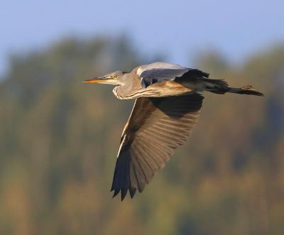 Blauwe Reiger - Grey Heron