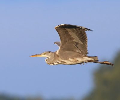 Blauwe Reiger - Grey Heron