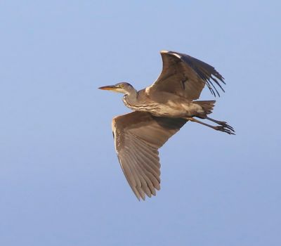 Blauwe Reiger - Grey Heron