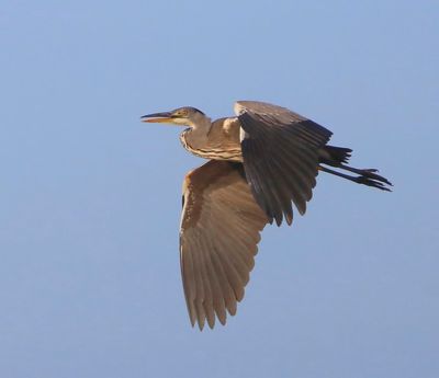 Blauwe Reiger - Grey Heron
