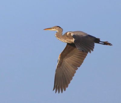 Blauwe Reiger - Grey Heron