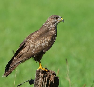 Buizerd - Common Buzzard