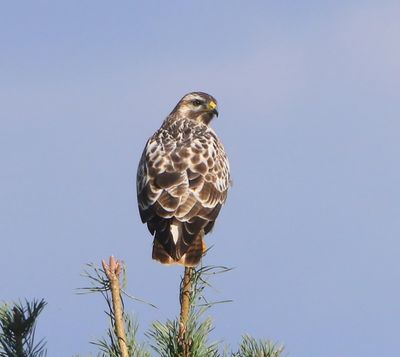 Buizerd - Common Buzzard