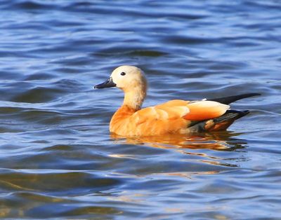 Casarca - Ruddy Shelduck