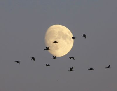 Grauwe Ganzen - Greylag Geese