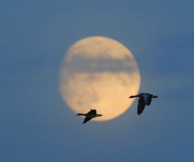 Grauwe Ganzen - Greylag Geese