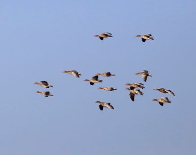 Grauwe Ganzen - Greylag Geese