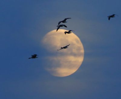 Grauwe Ganzen - Greylag Geese